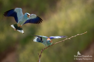 European roller photography / ©Sergey Panayotov, European Roller hide